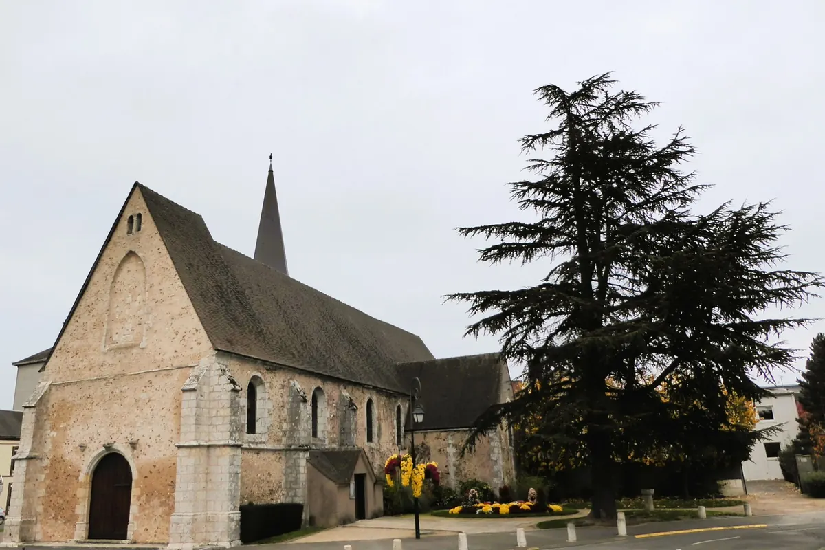 Le grand cèdre de l'Atlas devant l'église de Lucé, en Eure-et-Loir